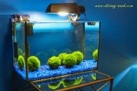 There are other methods, but this is how i chose to do it. Pets And Rants Good Cold Water Plants For Your Axolotl Tank