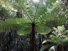 Image result for Cyathea mossambicensis