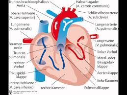 Herz Anatomie Und Physiologie Die Anatomie Und Physiologie Des Herz Kreislauf Systems Wird Grundsatzlich In Anatomie Und Physiologie Herz Anatomie Physiologie