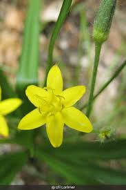 Image result for Hypoxis nyasica