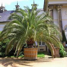 Entretien, taille et arrosage, voici les conseils. Quelle Croissance Pour Le Phoenix Canariensis Tout Savoir Sur Ce Palmier