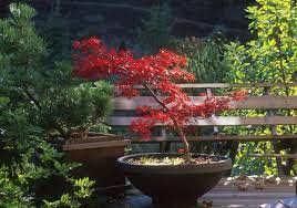 Maybe you would like to learn more about one of these? Easy To Follow Tips For Growing Trees In Pots Horticulture