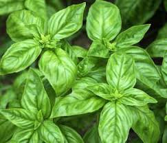 An indoor herb garden that includes mint, lavender, and basil are all worthy fly fighters. 7 Herbs To Get Rid Of Flies Naturally
