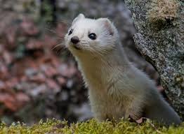Http Thewallpaper Co Ferret Wide High Definition Wallpaper For Desktop Background Download Images Free Download Wallpape Animals Animals And Pets Zoo Animals