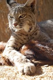 Bobcat Animals Wild Animal Photography Animals