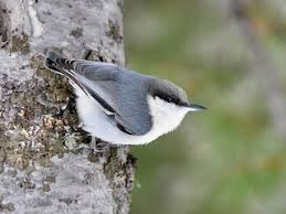 Image result for Pavetta pygmaea