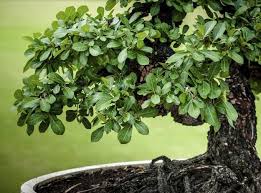 Diese kunstform entstand wahrscheinlich in china, wo sie penjing genannt wird. Bonsai Pflegen Japanische Leidenschaft Fur Kleines Geholz Gartenpflanzen Garten