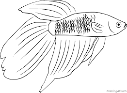 Male and female betta fish can be easy to tell apart, but sometimes you have to look more closely to determine their gender. Betta Coloring Pages Coloringall