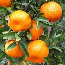 See reviews for green escapes nursery inc in prairieville, la at 40482 abby james road from angi members or join today to leave your own review. Green Escapes Nursery Prairieville La Citrus Tree Indoor Citrus Trees Fruit Trees