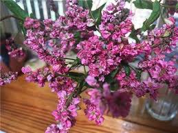 Pin On 2014 Gardens Wishlist 2014 2015