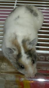 Black And White Syrian Hamster For Sale Black Tortoiseshell Recessive Dappled Sh Hamster Aatoto L Rdrd Hamster Cute Hamsters Little Pets