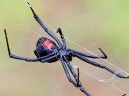 All sorts of insects attack and prey upon human beings. Black Widow Spider Bite Causes Appearance Symptoms And Treatment