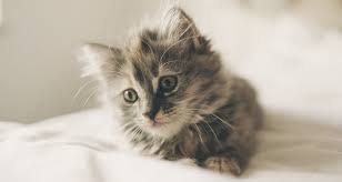 And our cat, whose name is scaredy cat, is strictly an outdoor cat. The Complete Guide To Using Colloidal Silver For Cats 2020