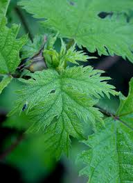 Image result for Girardinia diversifolia