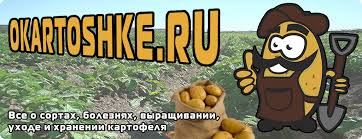 Характеристики картофеля Скарб