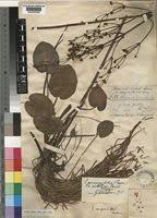 Image result for Caldesia parnassifolia