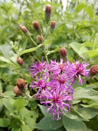 Image result for Vernonia zambiana