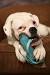 Dog Chewed Shoes