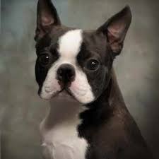 This amazing pup is up to date on shots and dewormed and has a veterinarian certificate of health. Boston Terrier Puppies For Sale San Antonio Petsidi