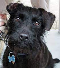 17 Patterdale Terrier Dogs Ideas Patterdale Terrier Terrier Terrier Dogs
