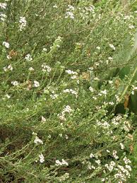 Image result for Eriocephalus