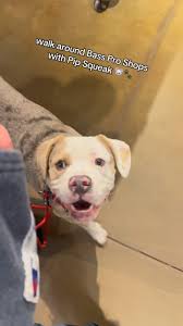 walk around @bassproshops with Pip Squeak 🐾 another great training session  in the books with this handsome little devil. 🥰 #dogtraining  #boardandtrain #dogtrainingadventures