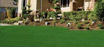 Zoysia Grass Plugs Tall Plants Zoysia Grass Backyard