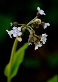 Image result for Cynoglossum coeruleum