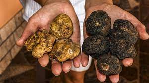 In Old World Croatia Here Are Four Trendy Towns Worth Visiting Truffles Croatia Truffle Hunting