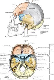 Maybe you would like to learn more about one of these? Skull Radiology Key