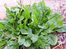 Kebutuhan pikeun apoték toko ékologis patali cardio tangtangan: Naon Anu Dipelak Dina Bulan Agustus Ngebon