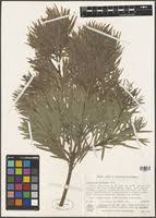 Image result for Afrocarpus usambarensis