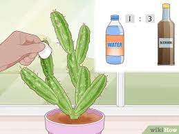 While this plant family is most often associated with the deserts of the american southwest, not only is it found in florida, but some species are native to the state. 3 Simple Ways To Get Rid Of Cactus Bugs Wikihow