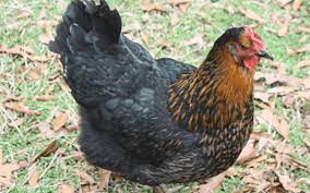 May 03, 2020 · 500g /1.1 pounds chicken thigh fillets (you can use a whole chicken or chicken breast instead), cut into bite size pieces; The A Z Of Chicken Breeds And Choosing The Perfect One