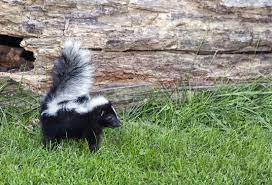 Skunks Have A Stinky Reputation But Here S Why You May Want To Keep One Around