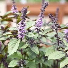 Image result for Ocimum americanum