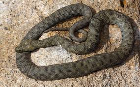 Heimische Schlangen Wurfelnatter Auf Stein Bild Mauritius Images