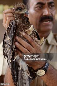 184 Ashok Joshi Stock Photos, High-Res Pictures, and Images