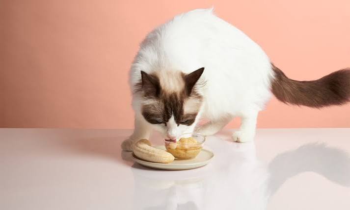 Can Cats Eat Bananas? | Chewy