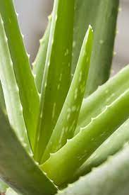 Aloes Aloe Vera Aloe Des Barbades Jardiland