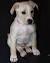 Short Hair Border Collie Lab Mix