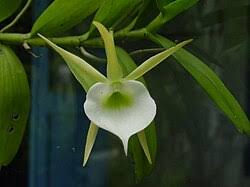 Image result for Angraecum conchiferum