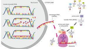 2 how does the dna control the cell's functions? Protein Synthesis The Definitive Guide Biology Dictionary