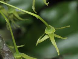 Image result for Monoon longifolium