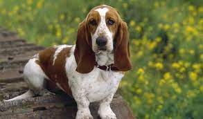 Jul 09, 2019 · dog breeds with long hanging ears, such as basset hounds and cocker spaniels, are among those with the highest risk of getting ear infections, but all breeds can develop them. Five Great Dog Breeds With Really Long Ears