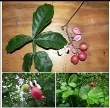 Image result for Paullinia pinnata