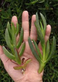 Image result for Carpobrotus
