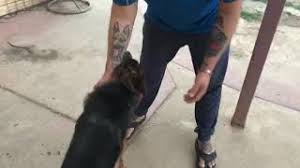 We did not find results for: Dog Boot Camp Los Angeles Protective Or Puppy Doesn T Matter