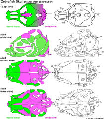 Zebrafish Development Embryology