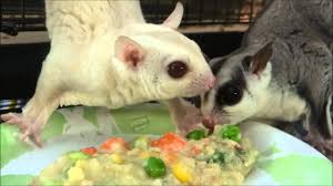 Hewan Kawin2016 Pet Store Sugar Glider Images